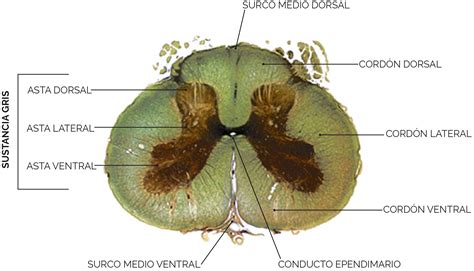 Botanik medula